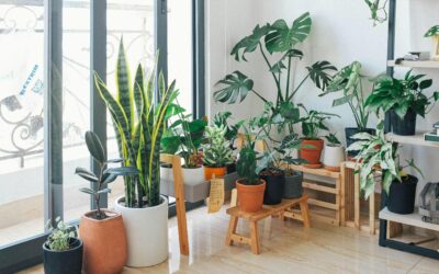 Bringing the Outdoors In: The Beauty and Benefits of House Plants